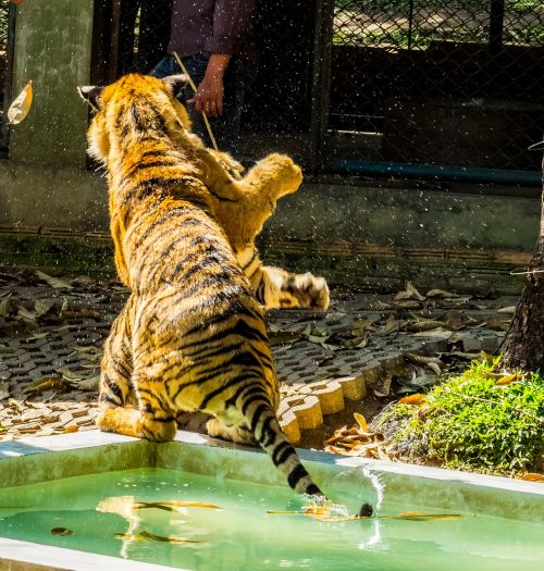 Tigras, Katė, Sutramdyti, Tigro Zoologijos Sodas, Tailandas