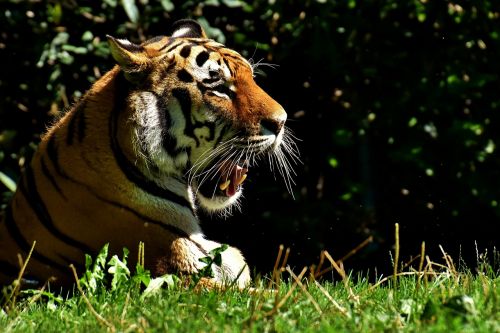 Tigras, Plėšrūnas, Kailis, Gražus, Pavojingas, Katė, Laukinės Gamtos Fotografija, Gyvūnų Pasaulis, Tierpark Hellabrunn, Munich