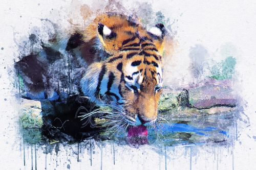 Tigras, Gerti, Gyvūnas, Menas, Abstraktus, Akvarelė, Vintage, Gamta, T-Shirt, Meno, Dizainas, Akvarelė, Dažyti Skalauti, Skaitmeninis Menas, Skaitmeniniai Dažai, Piešimas