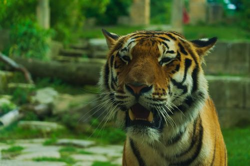 Tigras, Zoologijos Sodas, Gyvūnas, Laukinė Gamta, Laukiniai, Galva, Pavojus, Afrika