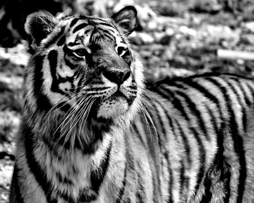 Tigras, Plėšrūnas, Pavojingas, Tierpark Hellabrunn