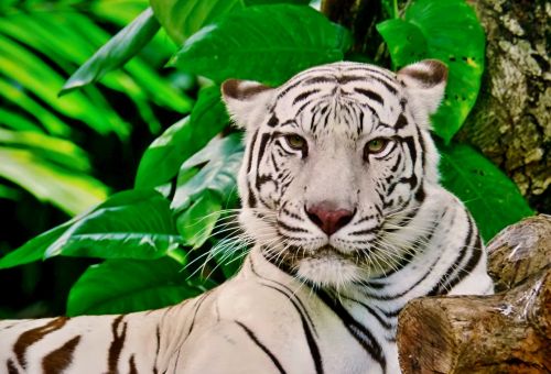 Tigras, Balta, Zoologijos Sodas, Sodas, Gamta, Džiunglių Karalius