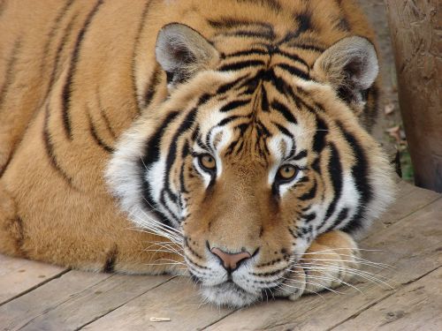 Tigras, Gyvūnas, Žvėrys, Zoologijos Sodas
