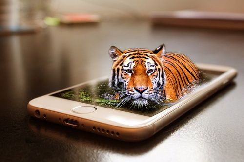 Tigras, Laukinė Gamta, Zoologijos Sodas, Katė, Gyvūnas, Pasaulis, Iphone, Išmanusis Telefonas, Stalas, Mobilus, Telefonas, Skaitmeninis, Obuolys