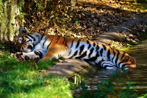 Tigras, Plėšrūnas, Kailis, Gražus, Pavojingas, Katė, Laukinės Gamtos Fotografija, Gyvūnų Pasaulis, Tierpark Hellabrunn, Munich