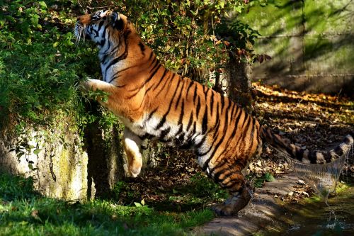Tigras, Plėšrūnas, Vandens Sluoksnis, Gražus, Pavojingas, Katė, Laukinės Gamtos Fotografija, Gyvūnų Pasaulis, Tierpark Hellabrunn, Munich