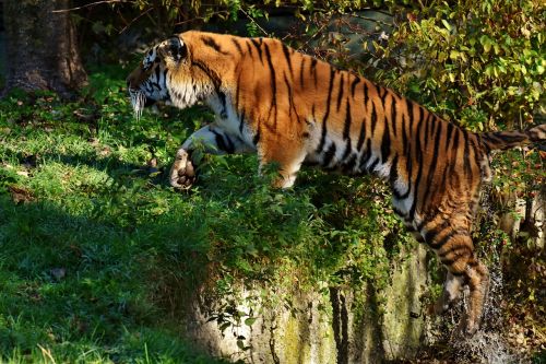 Tigras, Plėšrūnas, Šokinėti, Vanduo, Kailis, Gražus, Pavojingas, Katė, Laukinės Gamtos Fotografija, Gyvūnų Pasaulis, Tierpark Hellabrunn, Munich