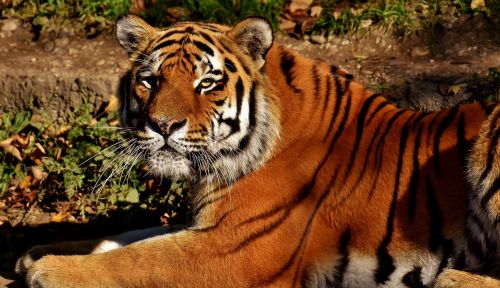 Tigras, Katė, Plėšrūnas, Wildcat, Pavojingas, Didelė Katė, Zoologijos Sodas, Gyvūnai, Gamta, Tiergarten, Gyvūnų Pasaulis, Laukinis Gyvūnas, Tierpark Hellabrunn