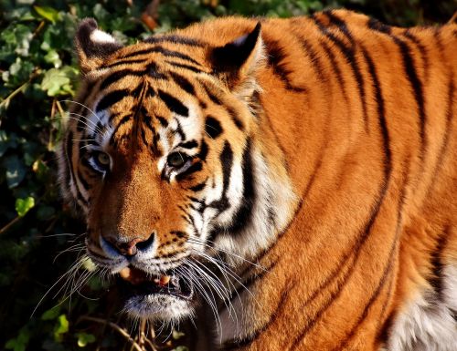 Tigras, Plėšrūnas, Pasislėpęs, Kailis, Gražus, Pavojingas, Katė, Laukinės Gamtos Fotografija, Gyvūnų Pasaulis, Tierpark Hellabrunn, Munich