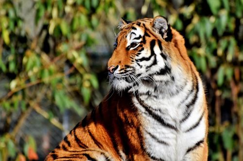 Tigras, Katė, Plėšrūnas, Wildcat, Didelė Katė, Pavojingas, Kilnus, Didingas, Gyvūnų Pasaulis, Zoologijos Sodas, Tierpark Hellabrunn