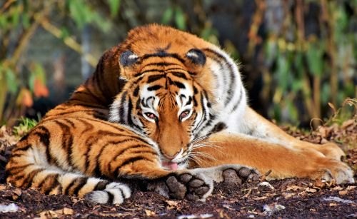 Tigras, Katė, Plėšrūnas, Wildcat, Didelė Katė, Pavojingas, Kilnus, Didingas, Gyvūnų Pasaulis, Zoologijos Sodas, Tierpark Hellabrunn