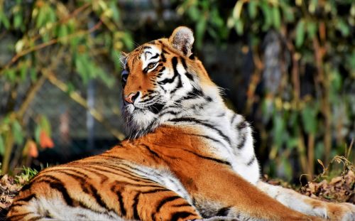 Tigras, Katė, Plėšrūnas, Wildcat, Didelė Katė, Tigro Galva, Liežuvis, Pavojingas, Kilnus, Didingas, Gyvūnų Pasaulis, Zoologijos Sodas, Tierpark Hellabrunn