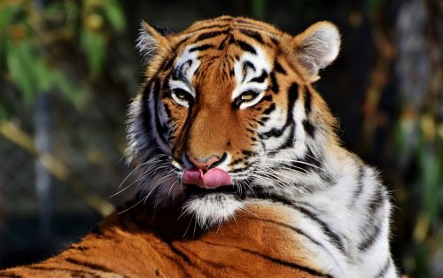 Tigras, Katė, Plėšrūnas, Wildcat, Didelė Katė, Tigro Galva, Liežuvis, Pavojingas, Kilnus, Didingas, Gyvūnų Pasaulis, Zoologijos Sodas, Tierpark Hellabrunn