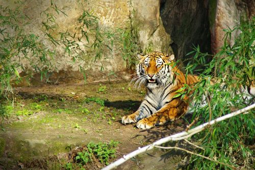 Tigras, Panthera Tigris, Didelė Katė, Tiergarten