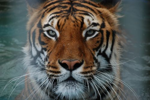 Tigras, Katė, Gyvūnas, Gyvūnų Pasaulis, Pavojingas, Kabliukas, Zoologijos Sodas, Ūsai, Uždaryti
