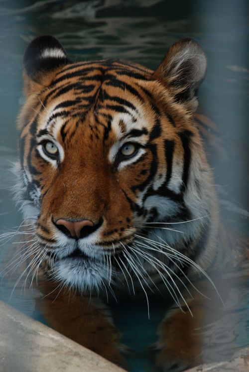 Tigras, Katė, Gyvūnas, Gyvūnų Pasaulis, Pavojingas, Kabliukas, Zoologijos Sodas, Ūsai