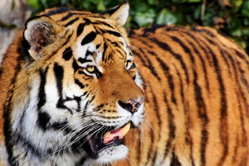 Tigras,  Katė,  Plėšrūnas,  Wildcat,  Didelė Katė,  Tigro Galva,  Liežuvis,  Pavojingas,  Kilnus,  Didingas,  Gyvūnų Pasaulis,  Zoologijos Sodas,  Be Honoraro Mokesčio