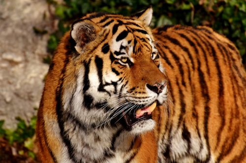 Tigras,  Katė,  Plėšrūnas,  Wildcat,  Pavojingas,  Didelė Katė,  Zoologijos Sodas,  Gyvūnai,  Gamta,  Tiergarten,  Gyvūnų Pasaulis,  Laukinis Gyvūnas,  Be Honoraro Mokesčio
