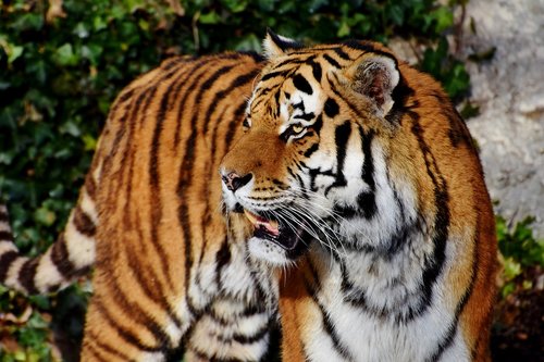 Tigras,  Tiger Vadovas,  Didelė Katė,  Predator,  Wildcat,  Pavojinga,  Sibiro Tigras,  Ūsai,  Didingas,  Katė,  Iltis,  Dantis,  Zoo,  Gyvūnijos Pasaulyje,  Tierpark Hellabrunn