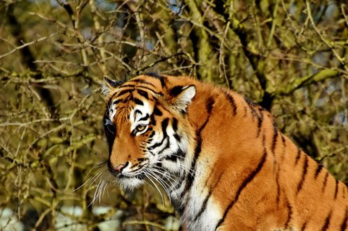 Tigras,  Tiger Vadovas,  Didelė Katė,  Predator,  Wildcat,  Pavojinga,  Sibiro Tigras,  Ūsai,  Didingas,  Katė,  Iltis,  Dantis,  Zoo,  Gyvūnijos Pasaulyje,  Tierpark Hellabrunn