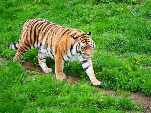 Tigras,  Didelė Katė,  Katė,  Gyvūnijos,  Mėsėdis,  Žinduolis,  Gyvūnas,  Hunter,  Predator,  Safari,  Išnykstantis