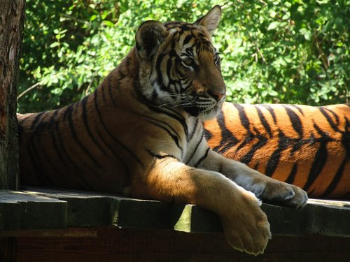 Tigras,  Zoo,  Didelis Tigras,  Gyvūnas,  Žinduolis,  Prahos Zoo,  Jauniklis