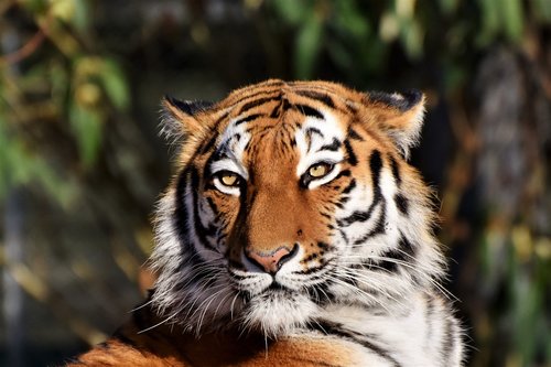 Tigras,  Sibiro Tigras,  Tiger Vadovas,  Didelė Katė,  Predator,  Mėsėdžiai,  Wildcat,  Pavojinga,  Gyvūnas