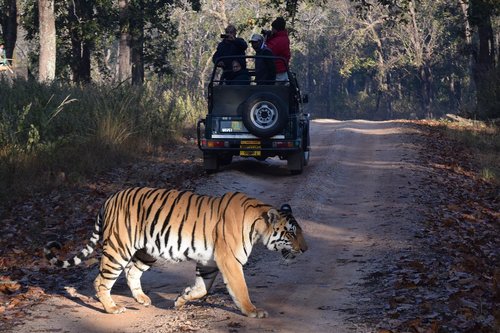 Tigras,  Safari,  Indija