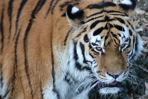 Tigras,  Zoo,  Predator,  Didelė Katė,  Mėsėdžiai,  Afrikoje,  Kailiai,  Gyvūnas,  Katė,  Pobūdį,  Nosis,  Galva