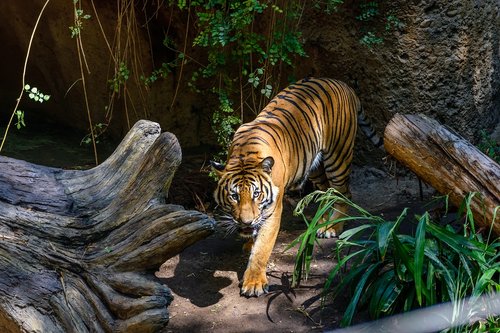 Tigras,  San,  Diego,  Zoo,  Gyvūnas
