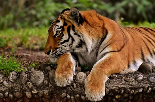 Tigras,  Didelė Katė,  Predator,  Wildcat,  Pavojinga,  Zoo,  Gyvūnai,  Katė,  Pobūdį,  Tiergarten,  Gyvūnijos Pasaulyje,  Laukinis Gyvūnas,  Tierpark Hellabrunn