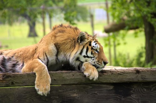 Tigras,  Miega,  Gyvūnas,  Predator,  Zoo,  Katė