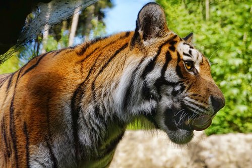Tigras,  Didelė Katė,  Panthera Tigris,  Gyvūnas,  Žinduolis,  Gyvūnijos Pasaulyje,  Gyvūnų Portretas