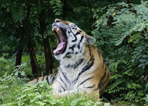 Tigras,  Dykuma,  Predator,  Pobūdį,  Wildcat,  Mėsėdžiai,  Gyvūnas,  Laukinių,  Katė,  Džiunglės,  Gyvūnijos Pasaulyje,  Zoo,  Kraštovaizdis,  Didelė Katė,  Žinduolis,  Vaizdingas,  Aplinka,  Safari,  Pavojingas