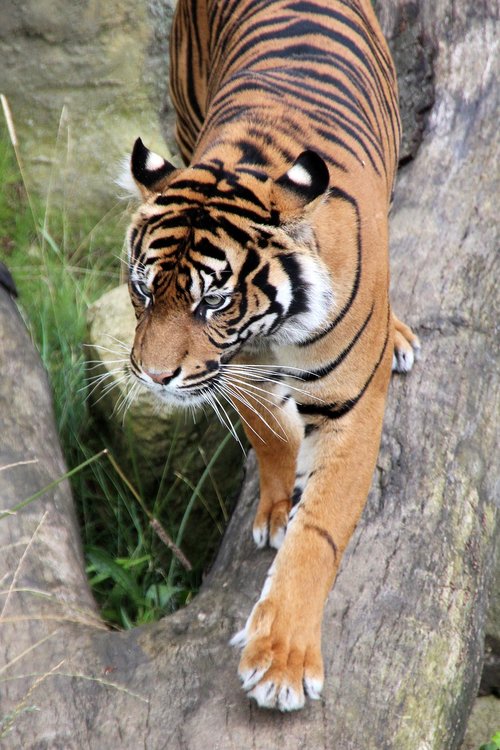 Tigras,  Dykuma,  Gyvūnijos Pasaulyje,  Predator,  Pobūdį,  Wildcat,  Mėsėdžiai,  Gyvūnas,  Laukinių,  Katė,  Džiunglės,  Zoo,  Kraštovaizdis,  Didelė Katė,  Žinduolis,  Vaizdingas,  Aplinka,  Pavojinga,  Safari