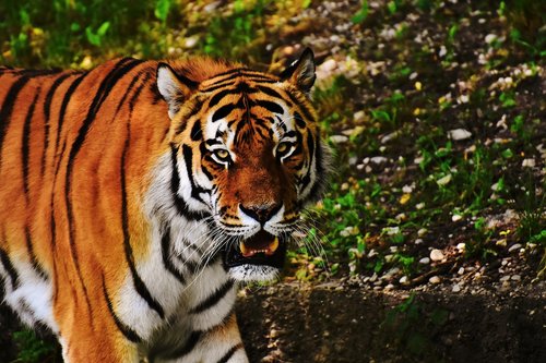 Tigras,  Didelė Katė,  Predator,  Wildcat,  Pavojinga,  Zoo,  Gyvūnai,  Katė,  Pobūdį,  Tiergarten,  Gyvūnijos Pasaulyje,  Laukinis Gyvūnas,  Tierpark Hellabrunn