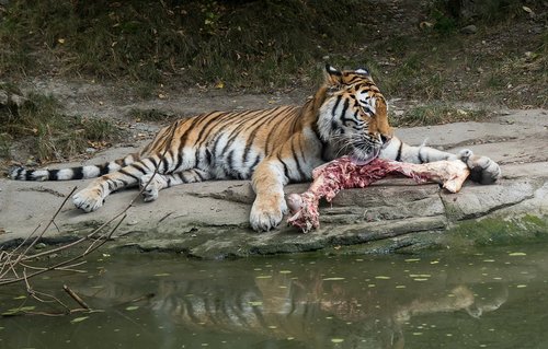 Tigras,  Gyvūnas,  Predator,  Didelė Katė,  Juostelės,  Gyvūnijos Pasaulyje,  Pobūdį,  Zoo,  Zoo Zurich
