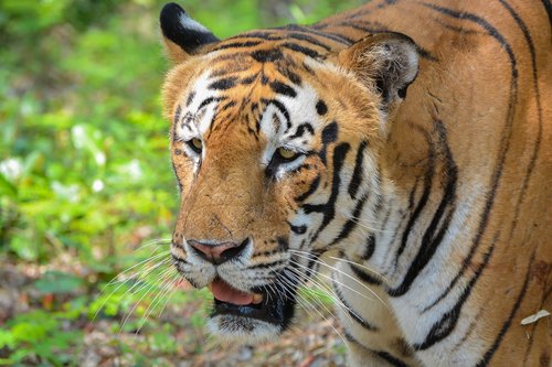Tigras,  Parkas,  Zoo,  Bannerghatta,  Indija,  Wildcat,  Pobūdį,  Gyvūnijos,  Predator,  Didelė Katė,  Mėsėdis,  Laukinis