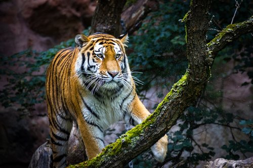 Tigras,  Gyvūnijos,  Predator,  Pobūdį,  Pavojinga,  Gyvūnijos Pasaulyje,  Katė,  Gyvūnų Portretas,  Zoo,  Laukinių,  Didelė Katė