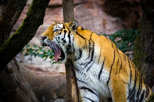 Tigras,  Laukinių,  Predator,  Gyvūnijos Pasaulyje,  Mėsėdžiai,  Zoo,  Didelė Katė,  Pobūdį,  Džiunglės