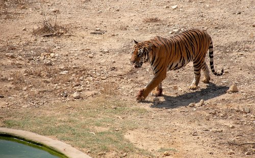 Tigras,  Gyvūnas,  Predator,  Katė,  Pavojinga,  Kačių,  Zoologijos Sodas