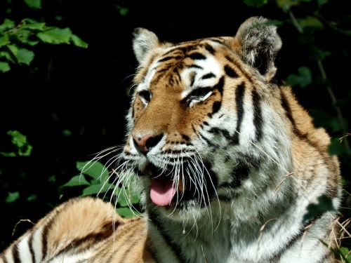 Tigras, Katė, Plėšrūnas, Didelė Katė, Parkas, Knuth Borg, Safario Parkas, Uždaryti, Oglė