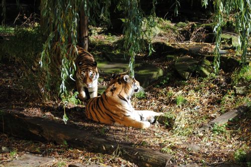 Tigras, Pora, Plėšrūnas, Didelė Katė, Gyvūnai, Laukinė Gamta