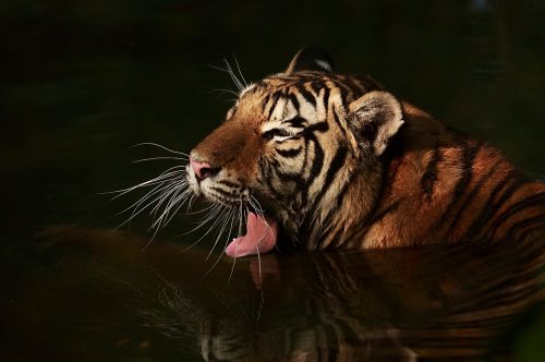 Tigras, Tigras Vandenyje, Juoda Fone