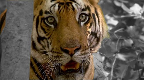 Tigras, Katė, Zoologijos Sodas, Plėšrūnas, Gyvūnai, Padaras, Pavojingas, Panthera Tigris