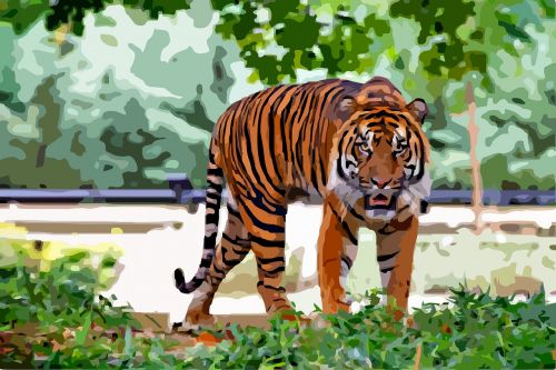 Tigras, Gyvūnas, Sumatranas, Laukinė Gamta