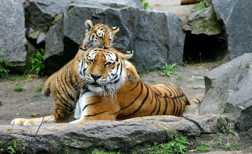 Tigras, Tigro Kubas, Katė, Kūdikis, Jaunas, Plėšrūnas, Žinduolis, Zoologijos Sodas, Berlin Tierpark, Gamta, Dryžuotas, Žavinga