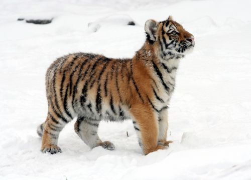 Tigras, Tigro Kubas, Sniegas, Žiema, Žiūri, Žaismingas, Gamta, Didelė Katė, Kačių, Kailis, Plėšrūnas, Zoologijos Sodas, Juostelės, Jaunas, Mažas, Amur, Laukinė Gamta, Žinduolis