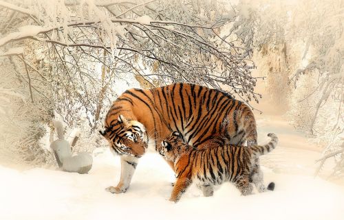 Tigras, Tigras Kūdikis, Tigerfamile, Jaunas, Šeima, Panthera Tigris Altaica, Jaunas Gyvūnas, Miškas, Žiema, Nuotaika, Žaisti, Gražus, Dykuma, Lauke