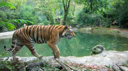Tigras, Laukinė Gamta, Gyvūnas, Laukiniai, Safari, Džiunglės